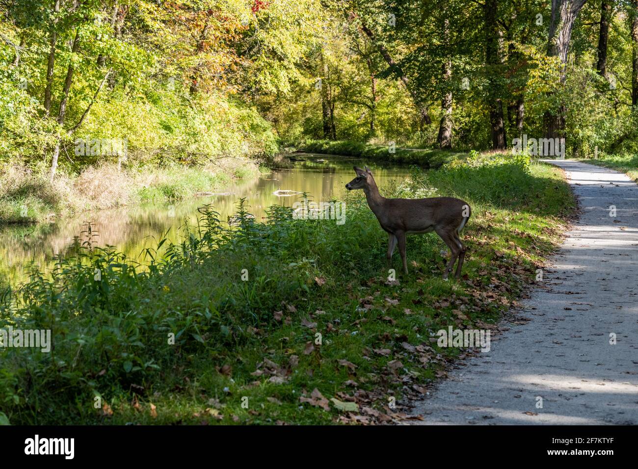 I cervi si dirigono verso il fiume lungo l'alzaia Trail nella valle di Cuyahoga Parco nazionale Foto Stock