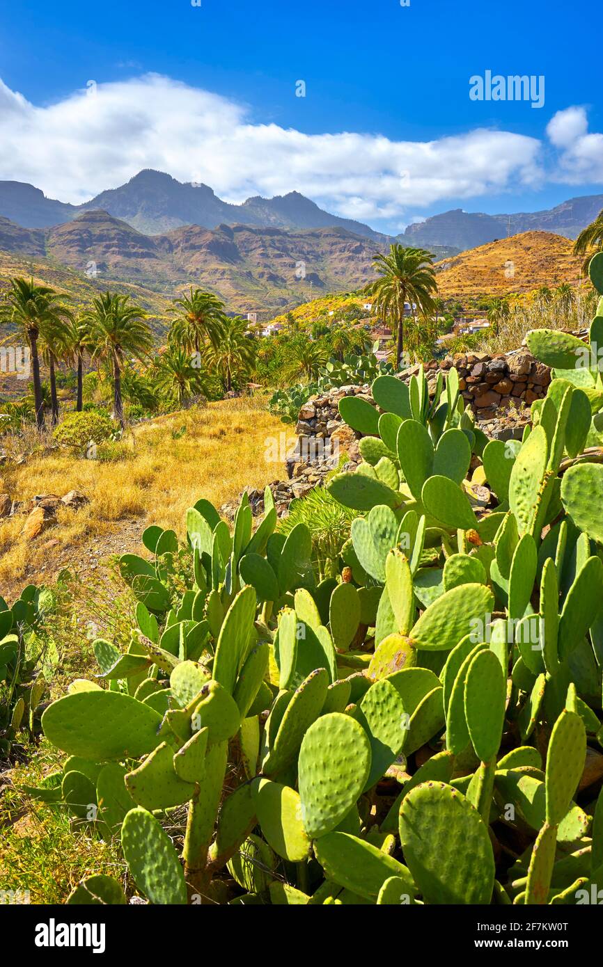 Paesaggio delle Canarie, Gran Canaria, Isole Canarie, Spagna Foto Stock