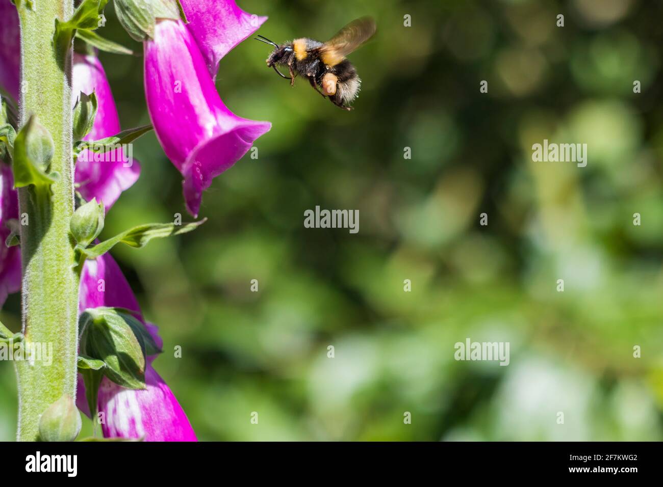Bumblebee volare a Foxguanto viola Foto Stock