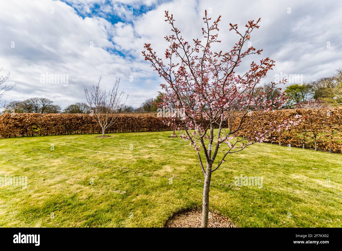 Un ciliegio rosa fiorito in fiore e siepi di faggio, Amisfield murato giardino, East Lothian, Scozia, Regno Unito Foto Stock