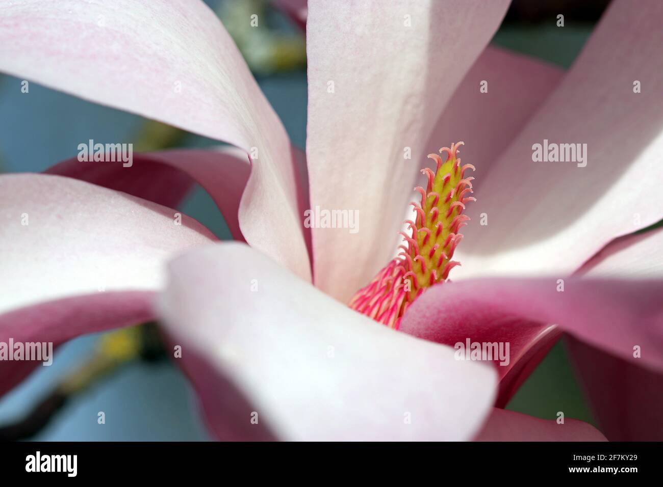 Primo piano di un elegante fiore rosa Magnolia Sprengeri Diva (Magnolia Diva di Sprenger; Magnolia di Sprenger). Giardino all'inglese nel mese di marzo Foto Stock