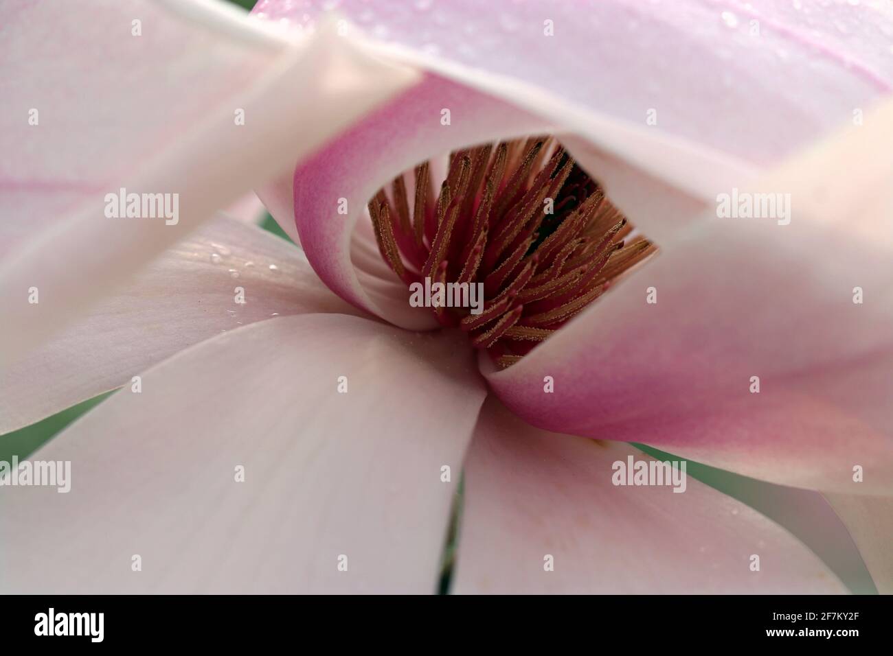 Una magnolia Sprengeri Diva fiorisce. I carpelli si trovano all'interno dei petali rosa pallido (Magnolia Diva di Sprenger; Magnolia di Sprenger). Giardino all'inglese nel mese di marzo Foto Stock