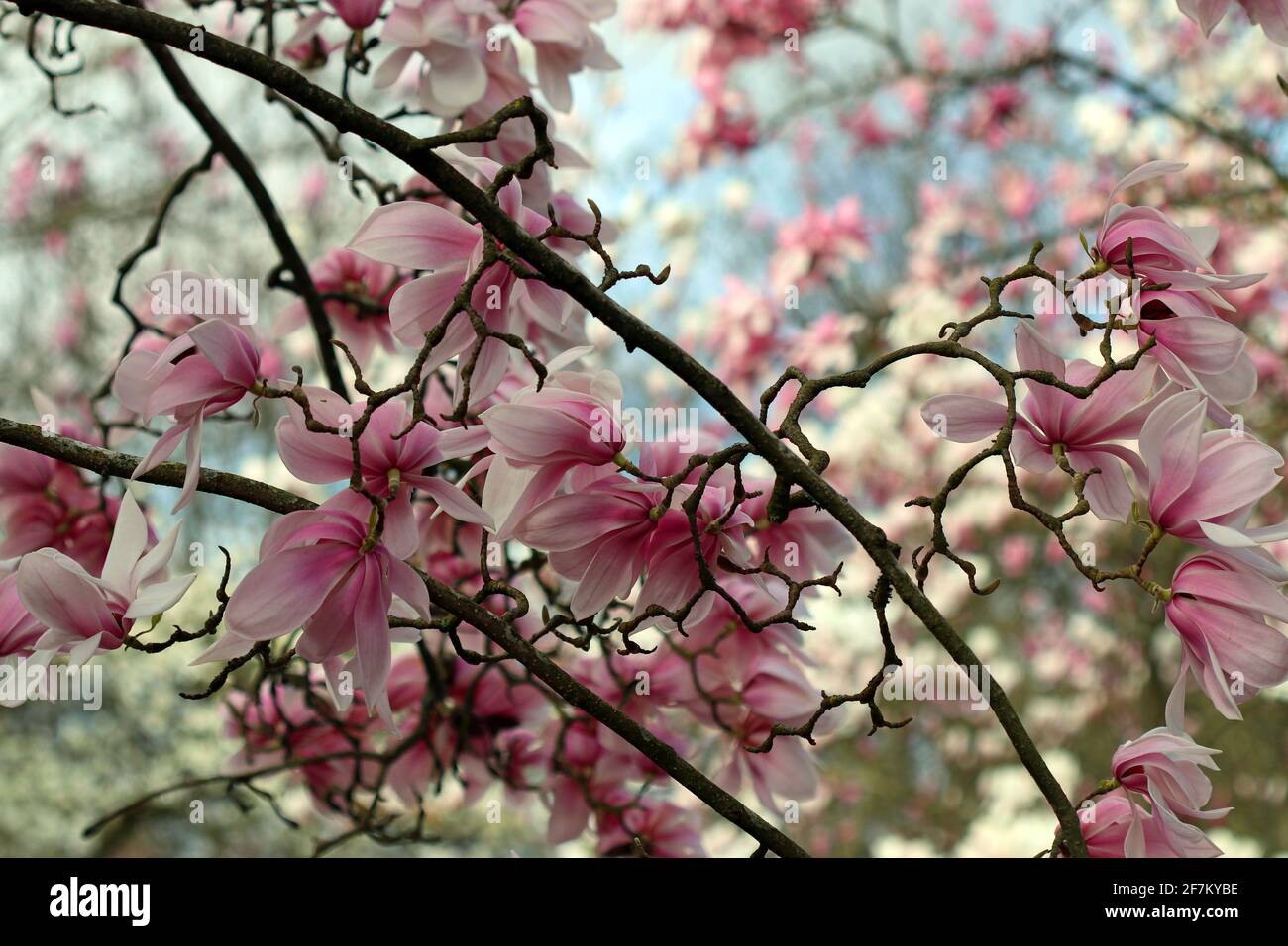 Le fioriture rosa di un albero ornamentale Magnolia Sprengeri Diva adagiato sul cielo blu e sull'erba verde. Giardino all'inglese, marzo Foto Stock