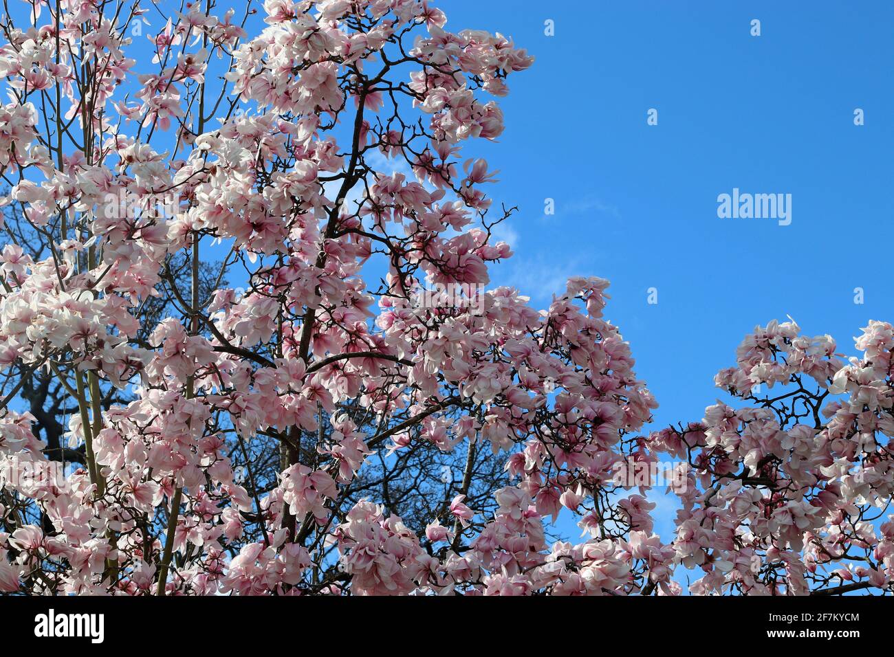 Le fioriture rosa di un albero ornamentale Magnolia Sprengeri Diva che raggiunge un cielo azzurro. Giardino all'inglese, marzo. (Magnolia Diva di Sprenger) Foto Stock