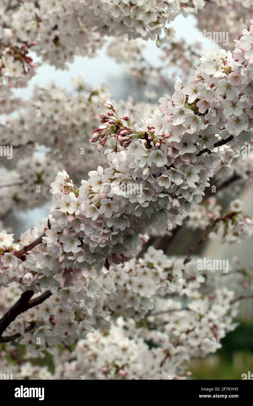 Yoshino Cherry Tree - un dettaglio di un ramo di Fiore preso nel mese di marzo in un giardino Nel sud dell'Inghilterra Foto Stock