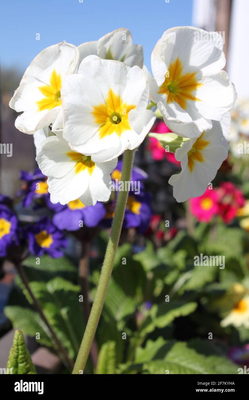 Primule bianche con centri gialli catturati di fronte alle primule viola e rosa. Fiori di primrose, piante colorate che ti fanno sorridere, Regno Unito. Foto Stock
