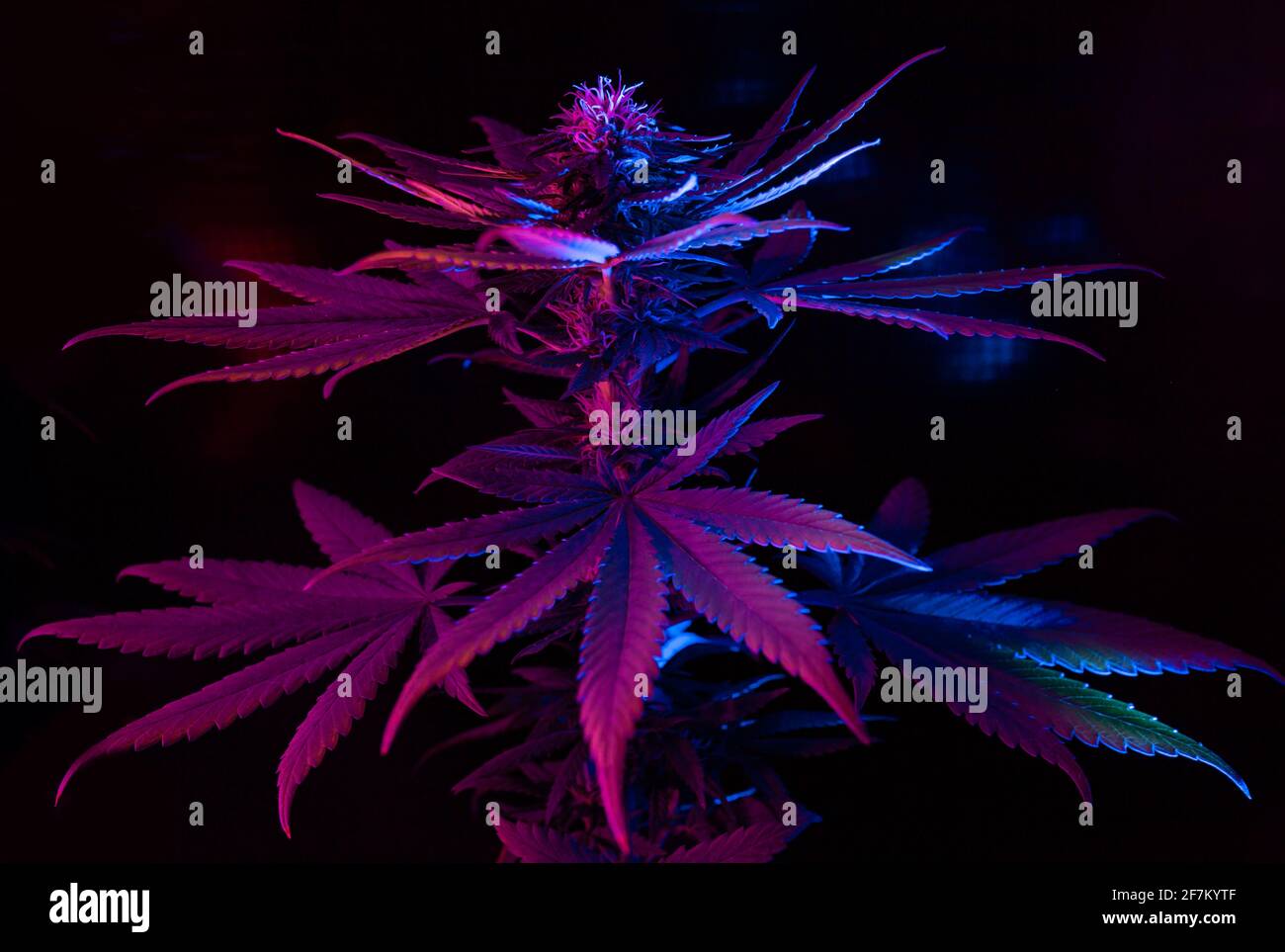 Marijuana viola su sfondo nero con colorata luce LED ultravioletta al neon. Pianta di canapa con foglie grandi. Nuovo look alla moda artistico futuristico fresco Foto Stock