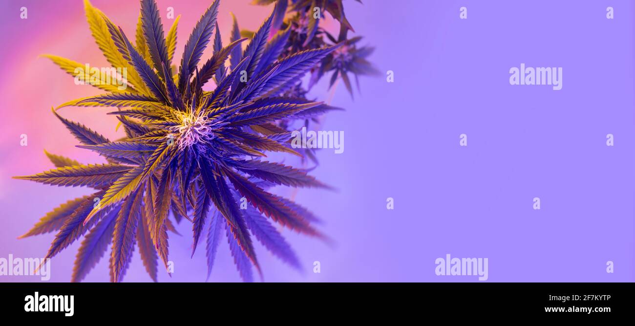 vista dall'alto della pianta di cannabis in fiore. Striscione con marijuana medicinale. Fresco, moderno e alla moda, nuovo look di canapa medicinale. Bella cespuglio estetico di ca Foto Stock