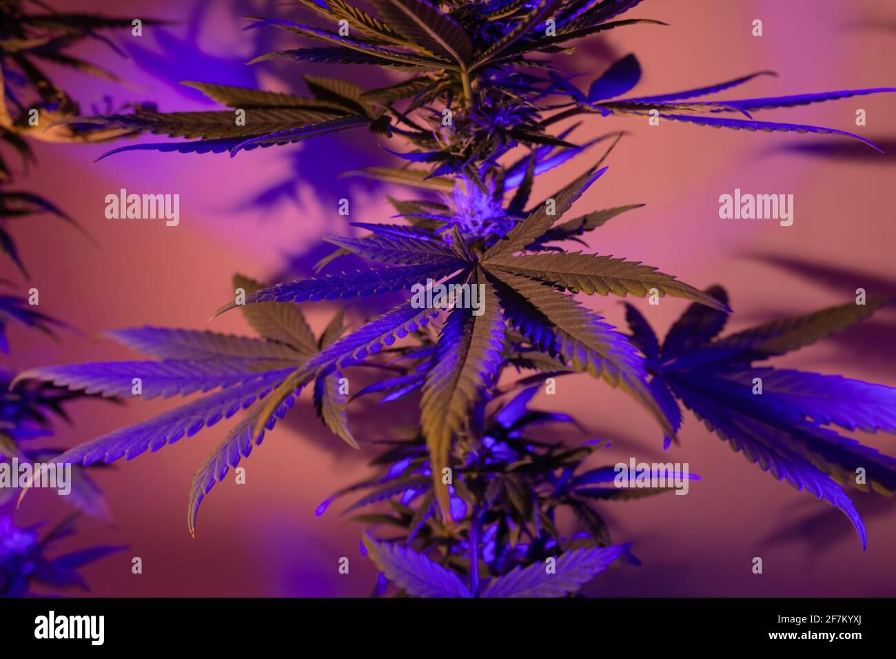 foglie di marijuana. Foglie di cannabis. Coliage di canapa, fondo astratto di erbe in stile artistico, estetico e moderno artistico con fluoresc viola Foto Stock