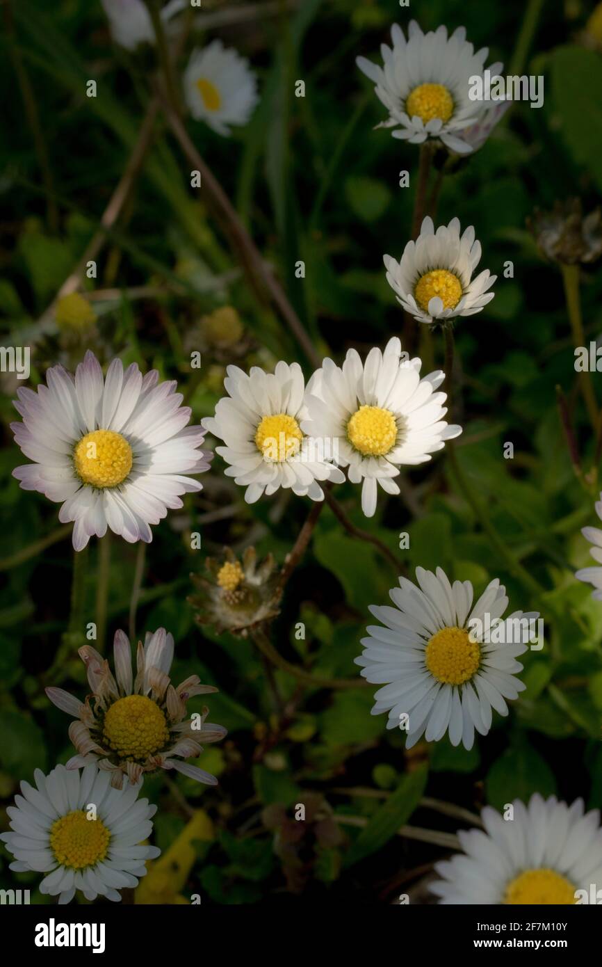 Daisy Field, bellissimi fiori piccoli sul prato. Bellezze primaverili in erba, scorci. Foto Stock