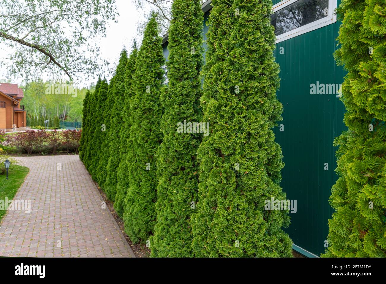 Fila di alti thuja occidentalis sempreverdi alberi recinzione siepe verde  lungo il percorso a cortile cottage campagna. Progettazione paesaggistica,  topiary e Foto stock - Alamy