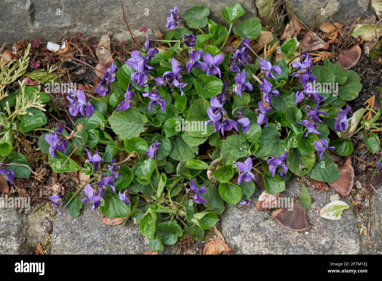 Viola odorata fiorente in grappolo di legno violetto,[1] viola dolce,[2] inglese violetto,[2] violetto comune,[2] violetto del fiorista,[2] o viola del giardino Foto Stock