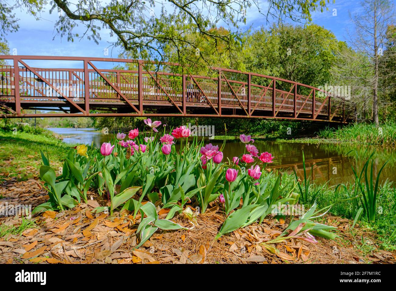 Tulipani in Bloom all'entrata della Foresta di Couturie nel Parco cittadino, New Orleans, LA, Stati Uniti Foto Stock