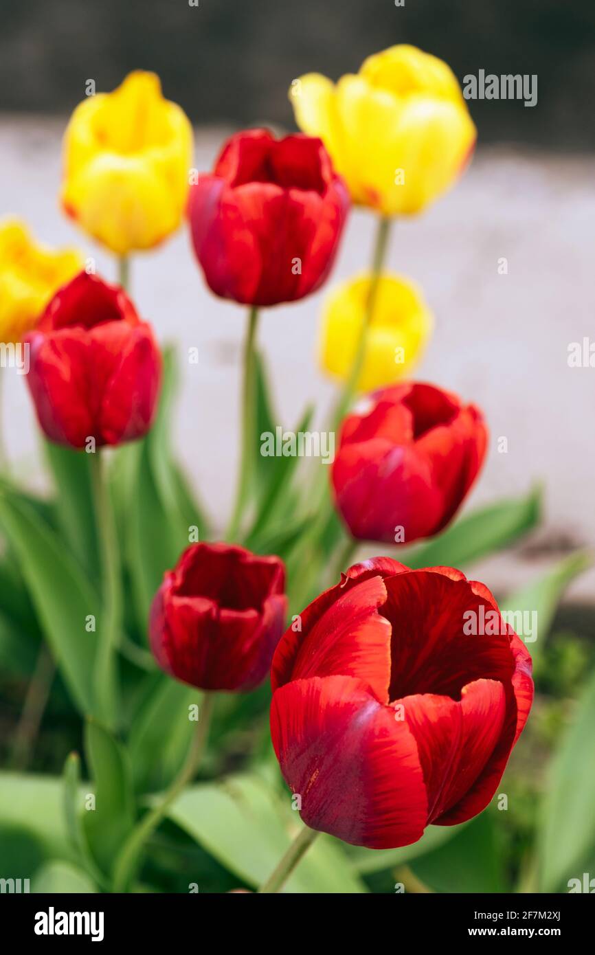 Tulipani colorati di colore giallo e rosso crescono con foglie verdi sulla trama. Primo piano Foto Stock