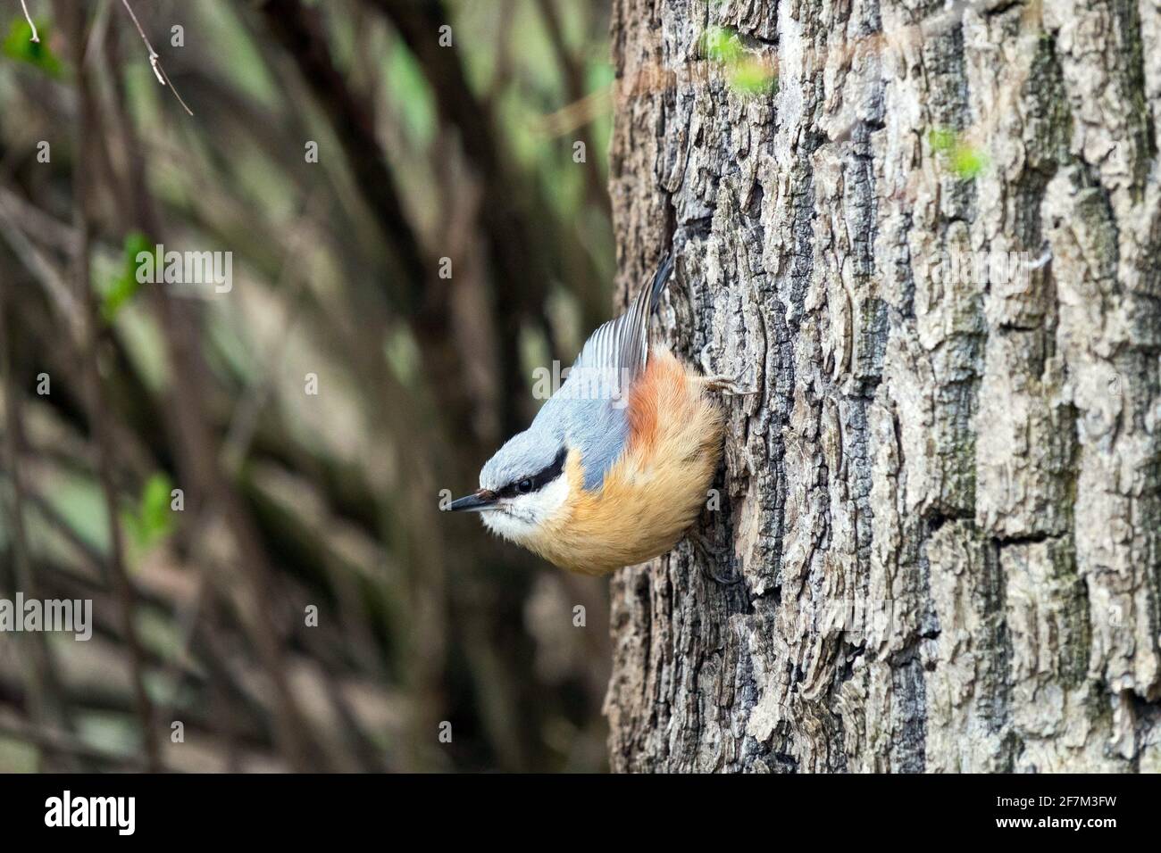 Nuthatch eurasiatico o nuthatch di legno Sitta europaea su corteccia di albero Foto Stock