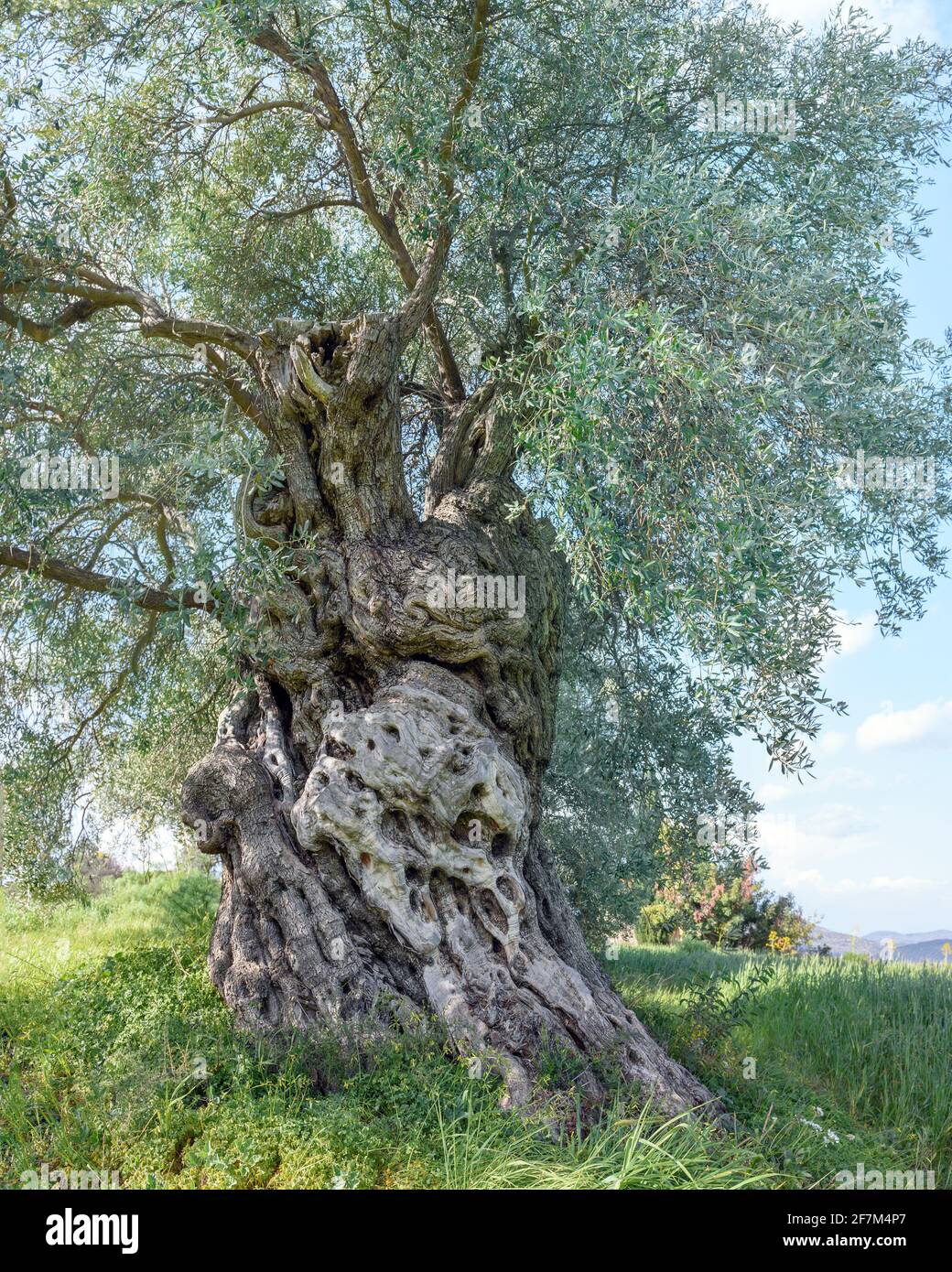 Closeup di un vecchio olivo con ritorto e deformato corteccia Foto Stock