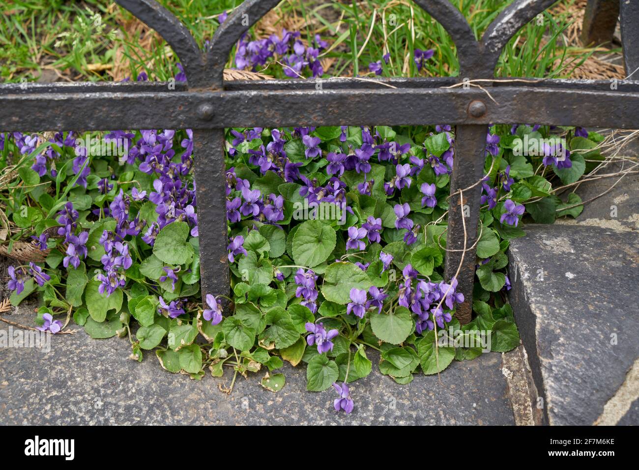 Viola odorata fiorente in grappolo di legno violetto,[1] viola dolce,[2] inglese violetto,[2] violetto comune,[2] violetto del fiorista,[2] o viola del giardino Foto Stock