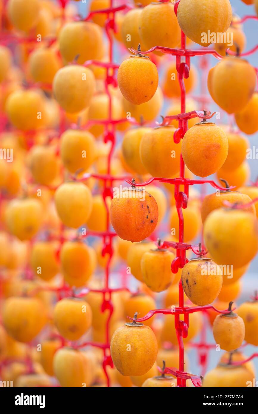 I persimmoni essiccati all'aria appesi in una stanza di essiccazione Foto Stock