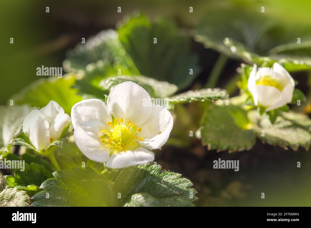 Fiore di fragola che fiorisce alla luce del sole Foto Stock
