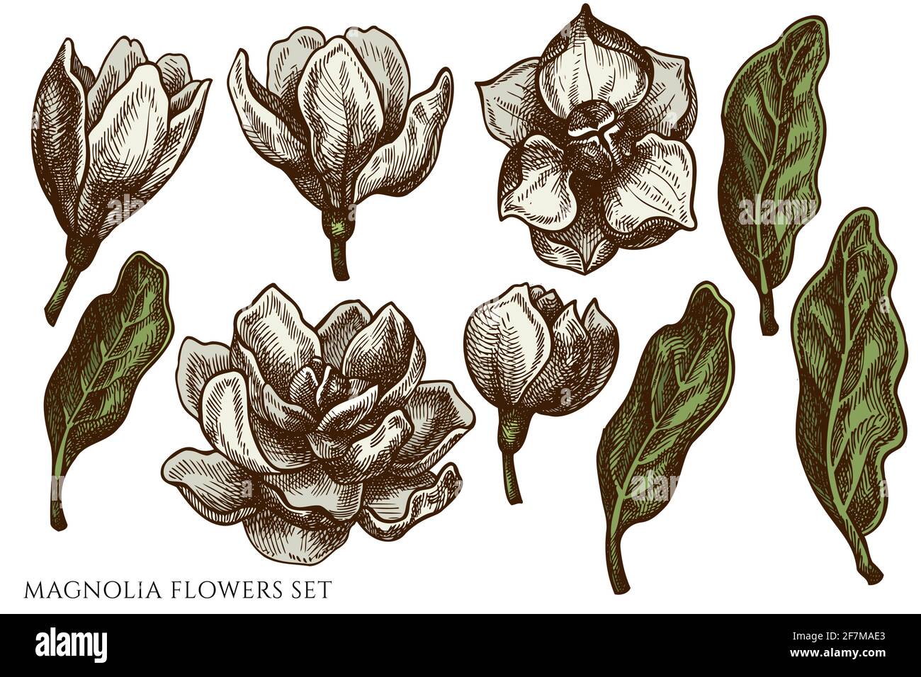 Serie vettoriale di fiori colorati di magnolia disegnati a mano Illustrazione Vettoriale