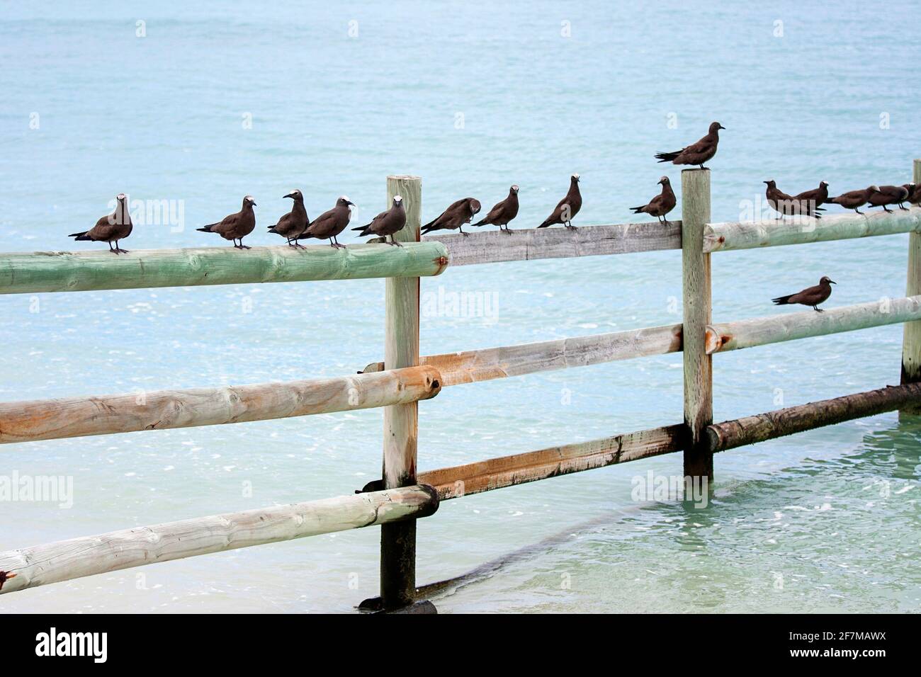 Brown Noddy (Anous stolidus) sull'isola di Rodrigues Foto Stock