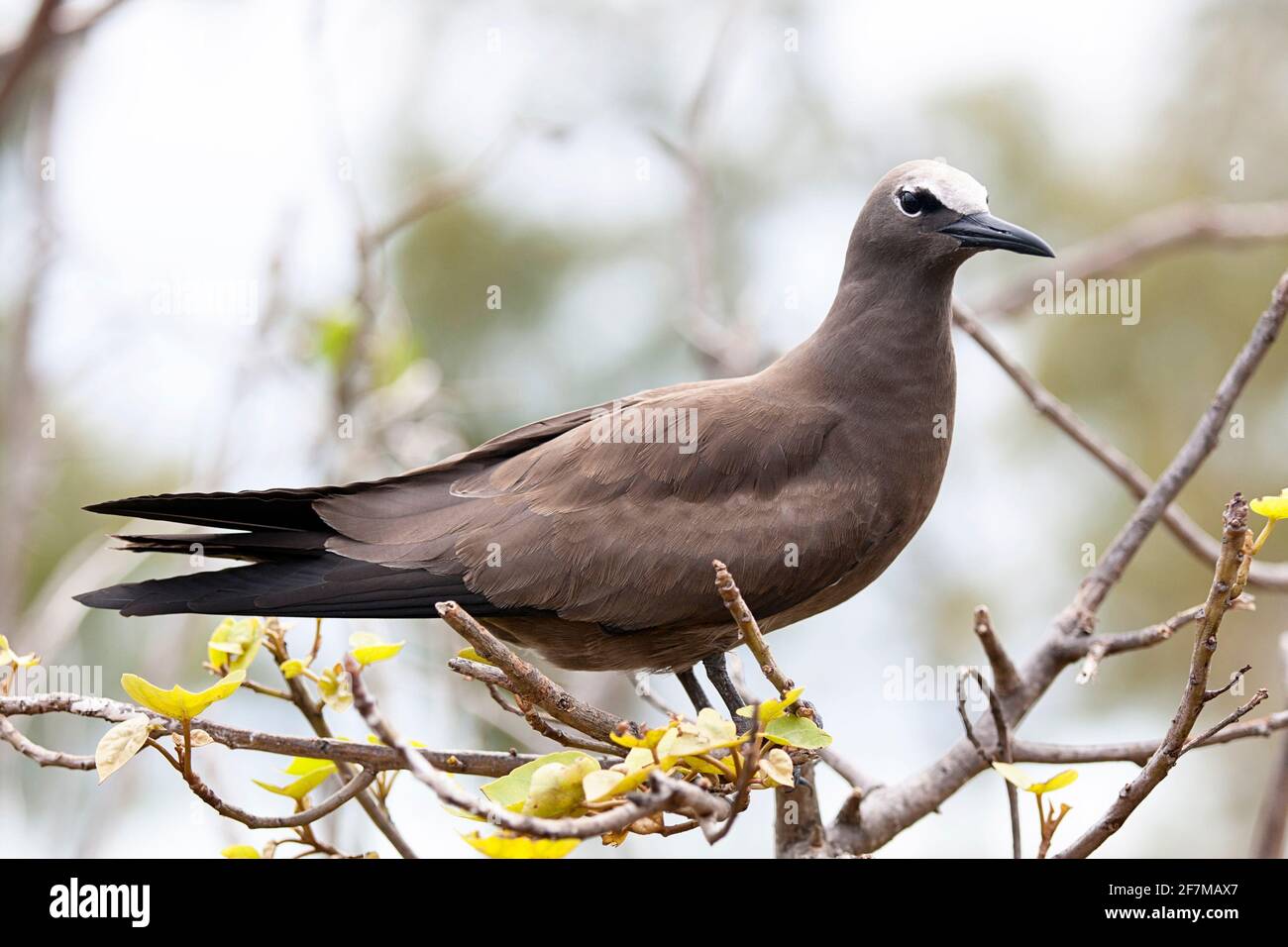 Brown Noddy (Anous stolidus) sull'isola di Rodrigues Foto Stock