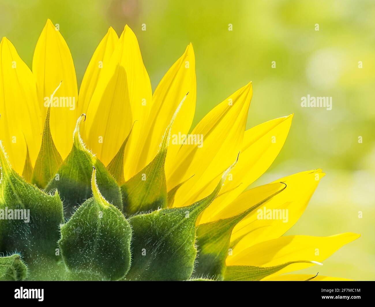 Aganista Sunflower retroilluminato sfondo verde chiaro Foto Stock