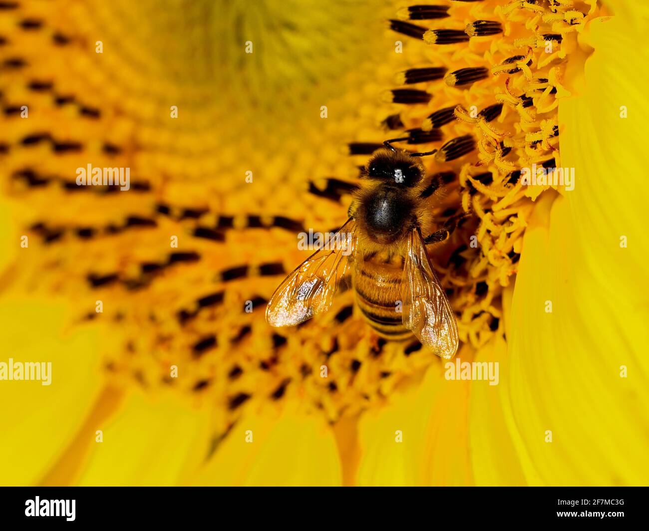 Primo piano di una Western Honey Bee su un girasole Foto Stock