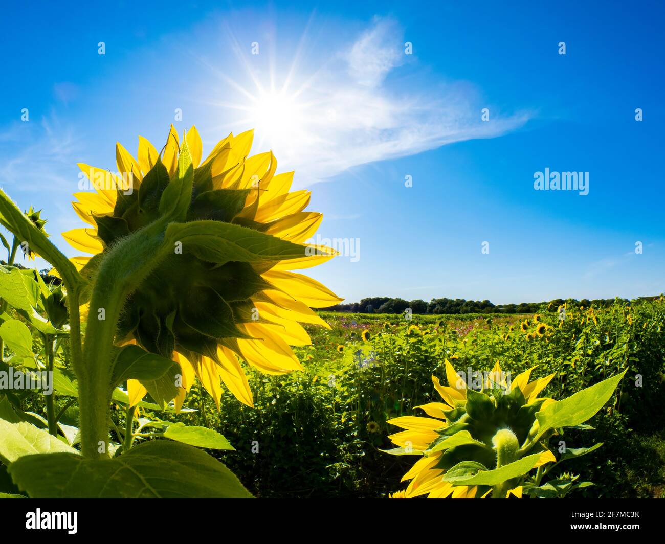 Sunflower aganist retroilluminato un cielo blu e sole scoppiato Foto Stock