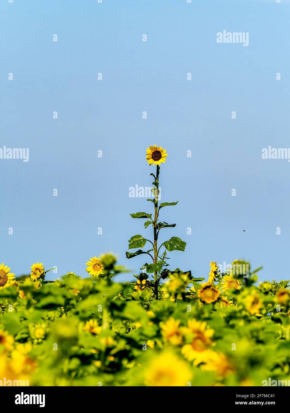 Girasole singolo che domina il campo di girasole Foto Stock