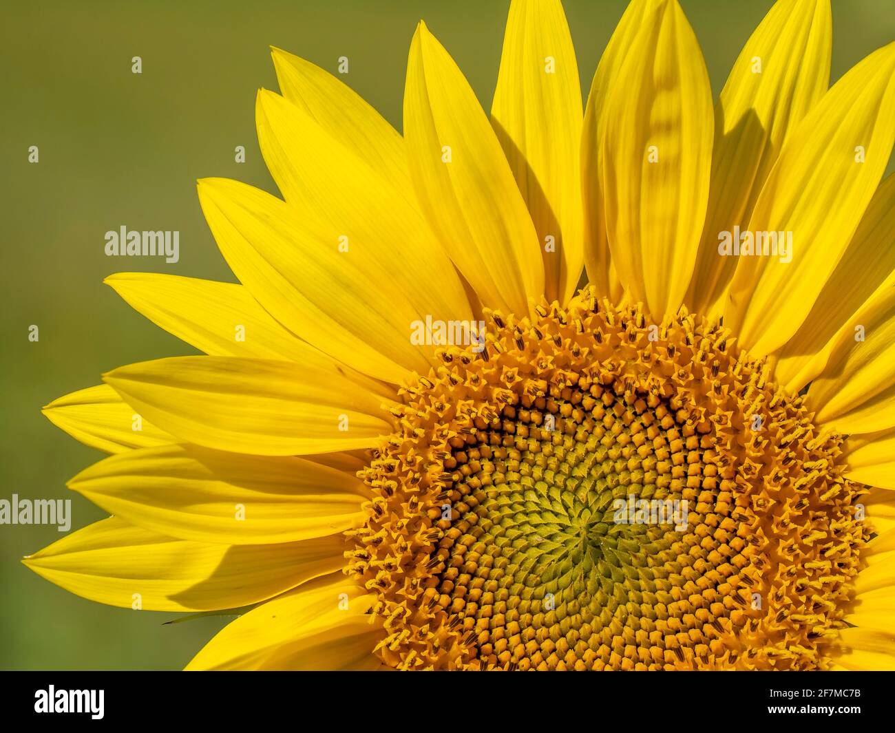 Primo piano della testa di un girasole Foto Stock