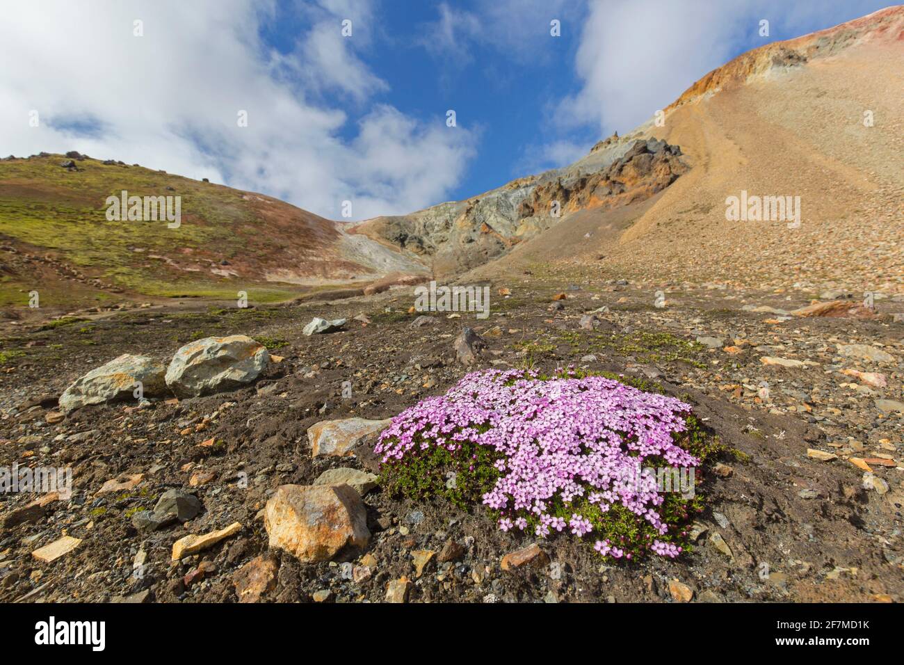 Moss campion / cuscino rosa (Silene acaulis) In fiore sulla tundra a Landmannalaugar in Islanda Foto Stock