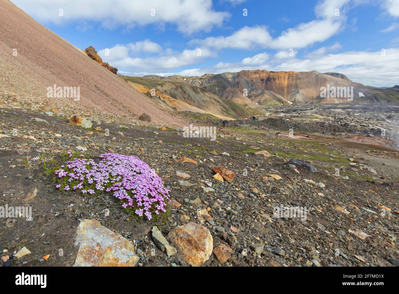 Moss campion / cuscino rosa (Silene acaulis) In fiore sulla tundra a Landmannalaugar in Islanda Foto Stock