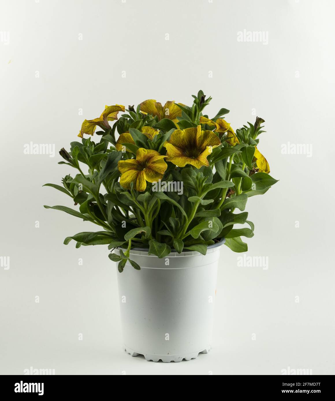 petunia axillaris in vaso con sfondo bianco Foto Stock