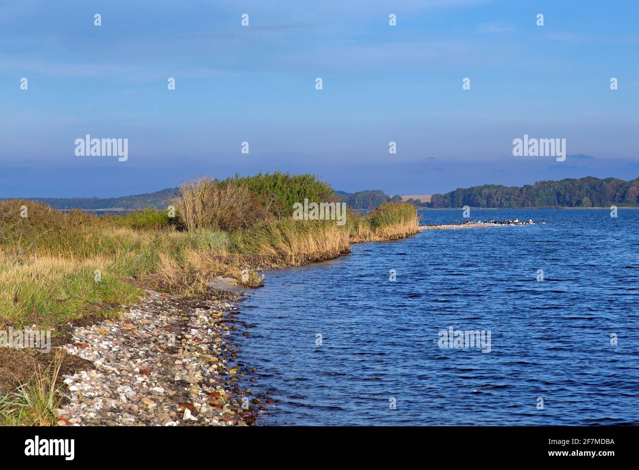 Riserva della Biosfera Gobbiner Haken sull'isola tedesca di Rügen / Ruegen, Meclemburgo-Pomerania occidentale, Germania Foto Stock