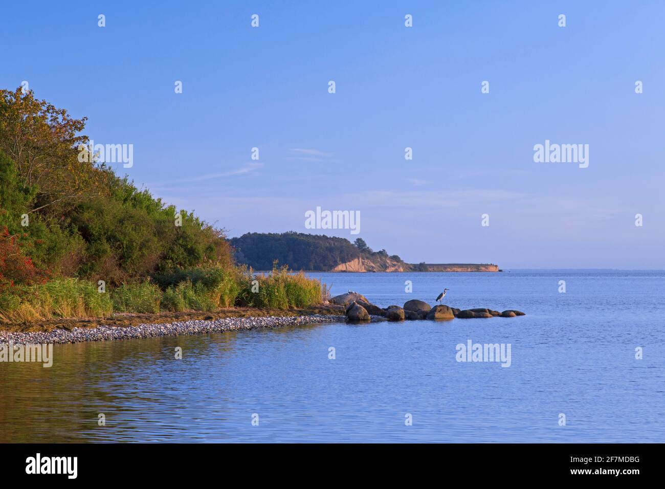 Riserva della Biosfera Gobbiner Haken sull'isola tedesca di Rügen / Ruegen, Meclemburgo-Pomerania occidentale, Germania Foto Stock