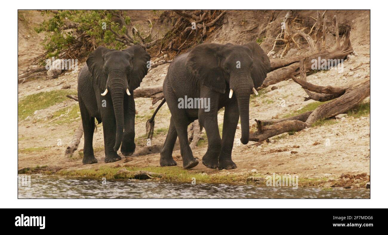 Appello indipendente di Natale...... Sviluppo rurale integrato e conservazione della natura (IRDNC) in Namibia.Bevan Munali, coordinatore di campo dell'IRDNC per la gestione dei Recordes naturali nella striscia di Caprivi, Namibia sul fiume che confina con il Botwana e la Namibia, gli elefanti dei parchi di caccia del Botswana viaggiano attraverso i terreni agricoli locali in Namibia e causano danni alla vita e alle colture, Il personale dell'IRDNC Conservancy lavora con le comunità locali per gestire la fauna selvatica. Fotografia di David Sandison novembre 2004 Foto Stock