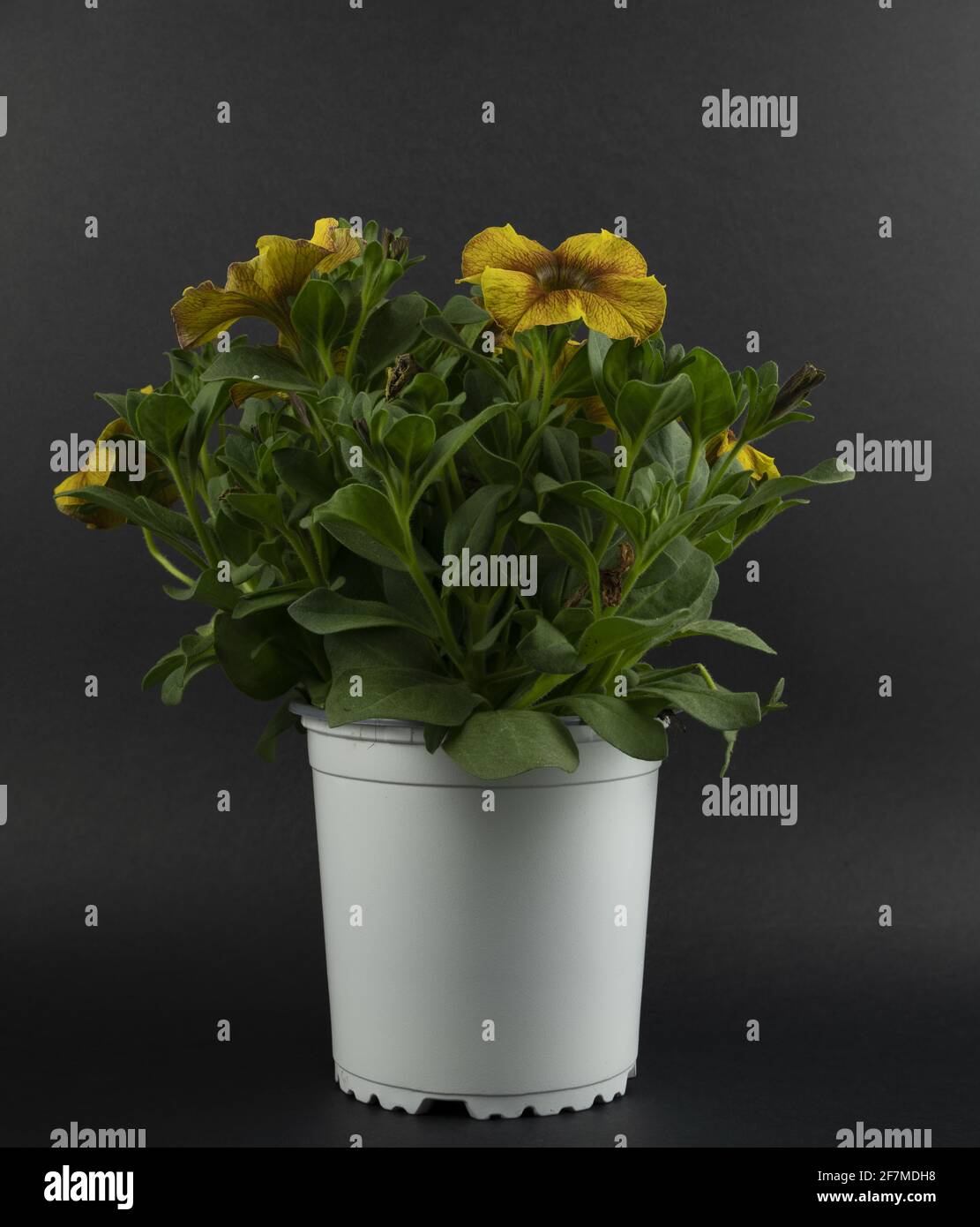 petunia axillaris in vaso con sfondo nero Foto Stock