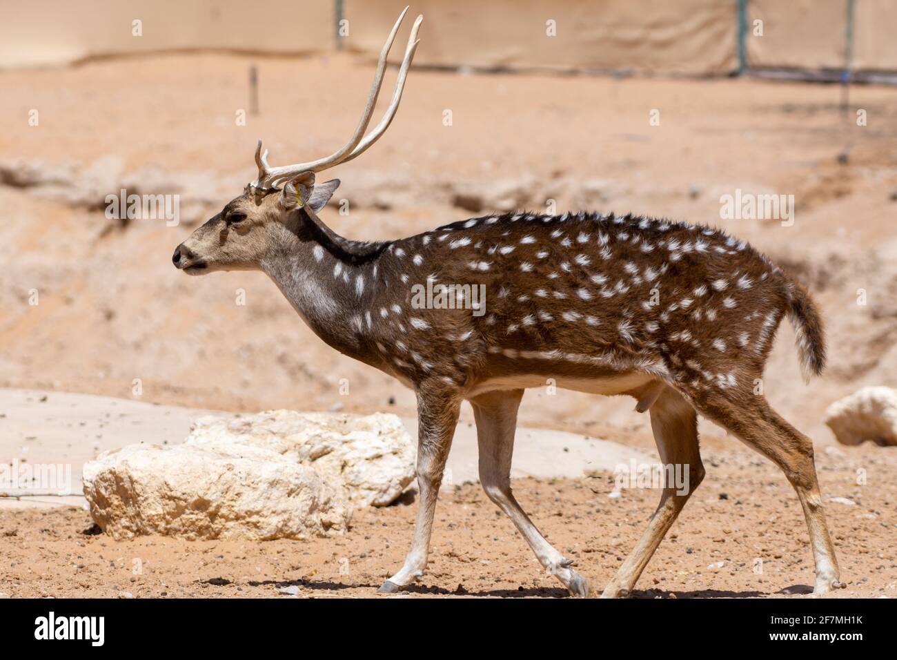 Un chital (asse dell'asse), conosciuto anche come cervo macchiato, cervo e cervo dell'asse cammina lungo il terreno indiano asciutto. Foto Stock