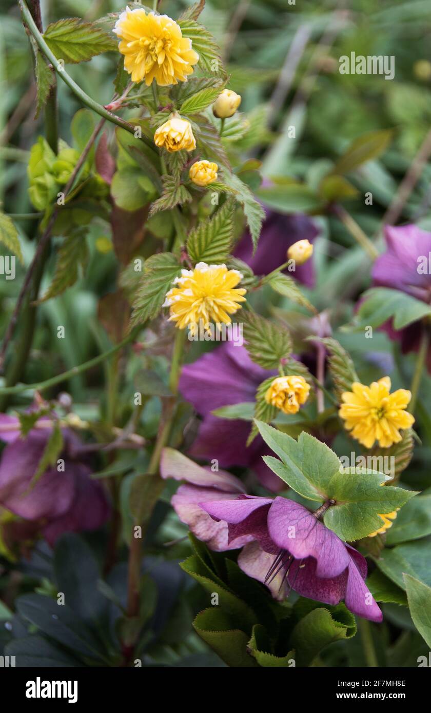 Kerria japonica 'Pleniflora' & Helleborus x hybridus Foto Stock