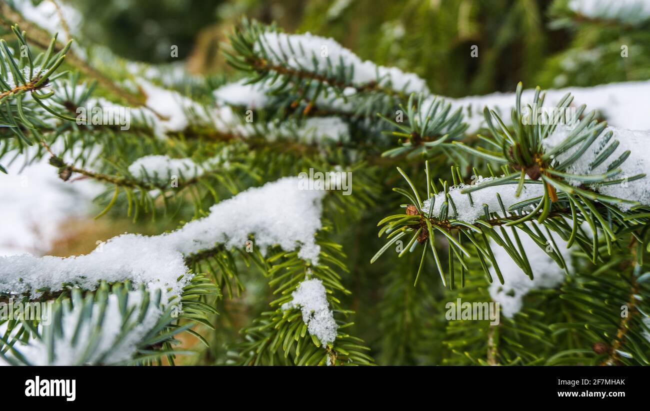ramoscello coperto di neve di un abete serbo Foto Stock