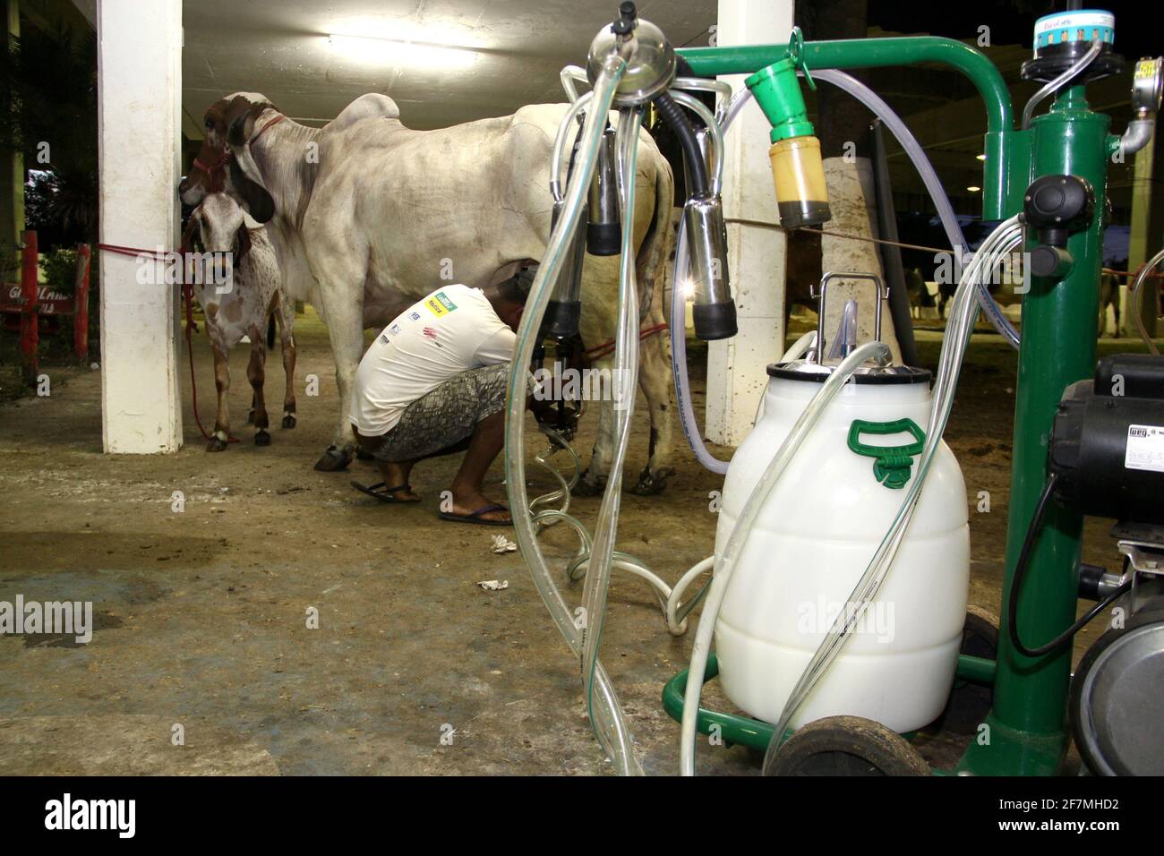 salvador, bahia / brasile - 2 dicembre 2013: Cowboy è visto fare mungere meccanizzato di mucca da latte nella città di Salvador. *** Local Caption *** . Foto Stock