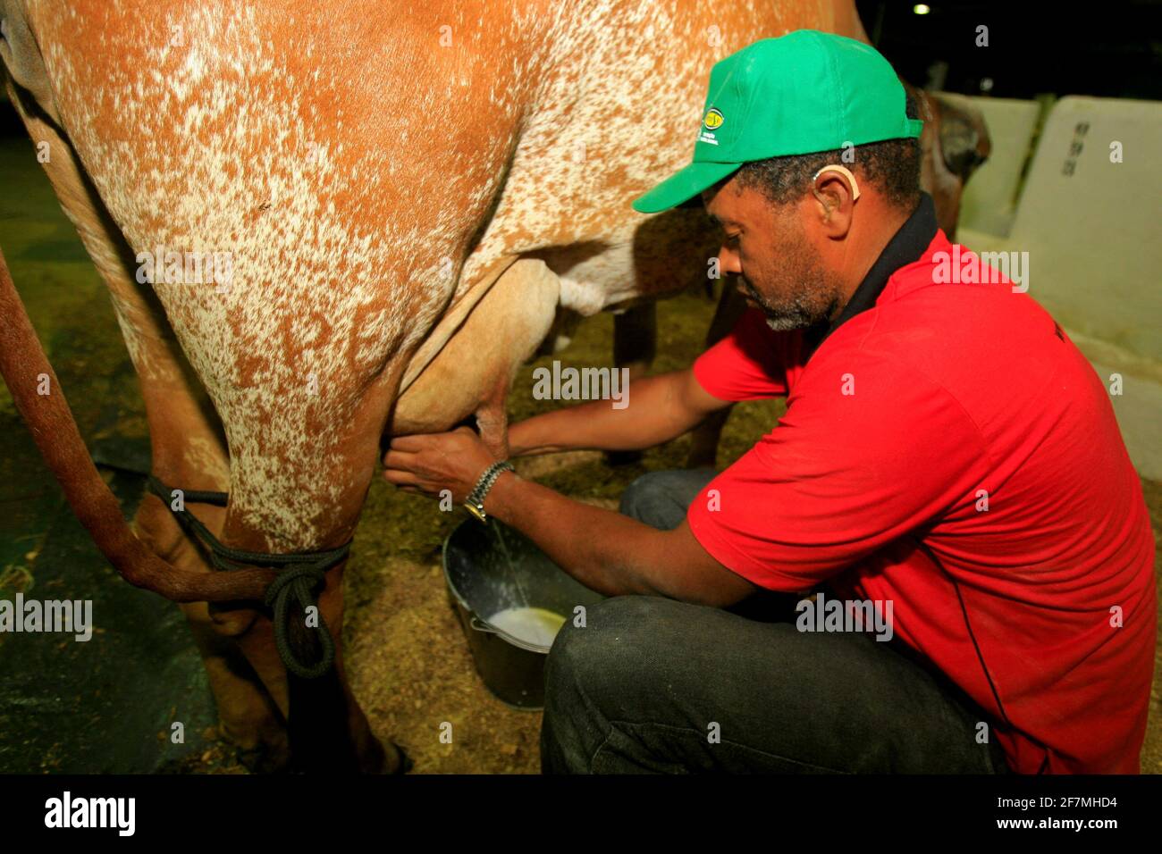 salvador, bahia / brasile - 2 dicembre 2014: Cowboy è visto fare la mungitura manuale di mucca da latte nella città di Salvador. *** Local Caption *** . Foto Stock