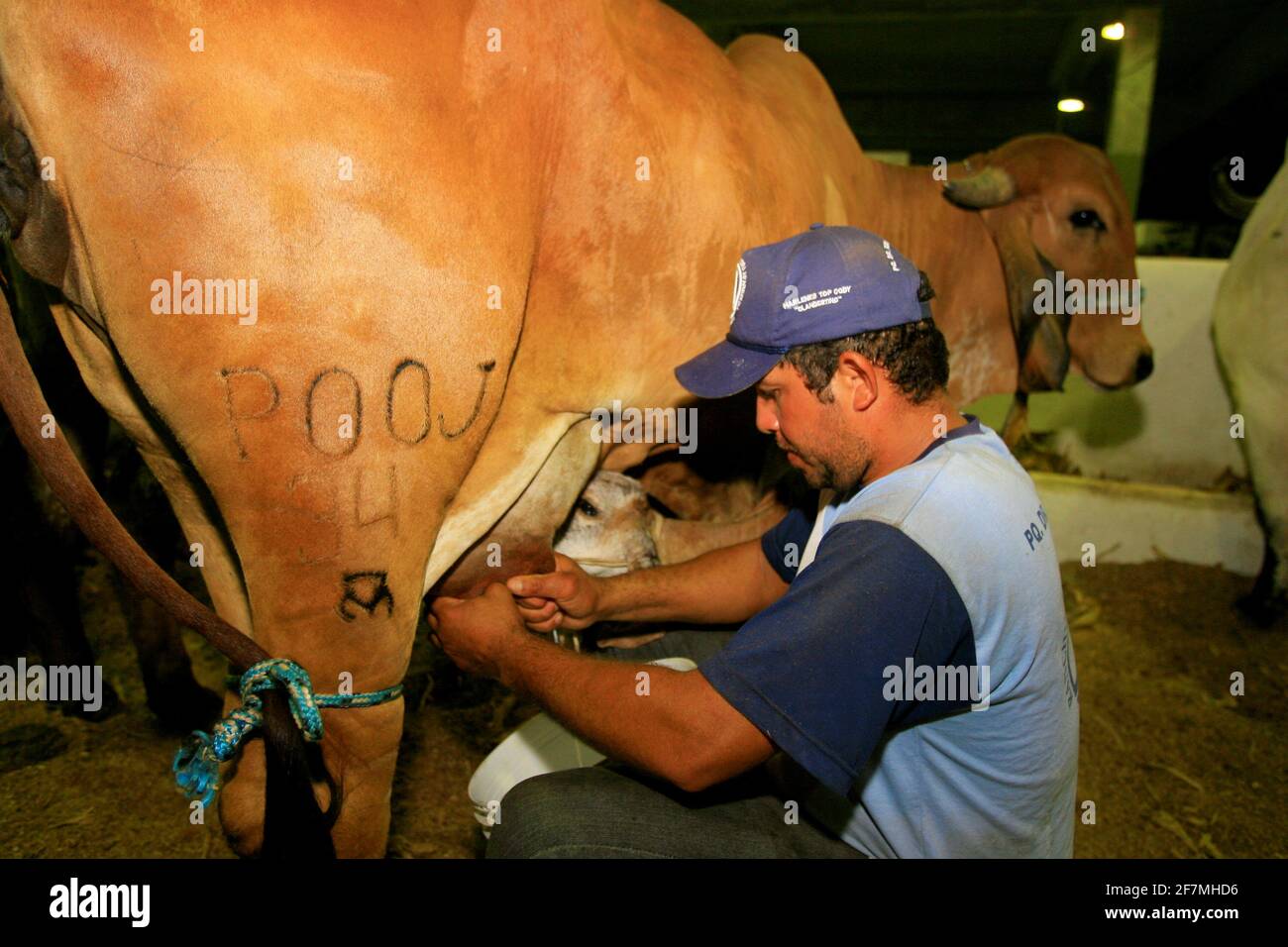 salvador, bahia / brasile - 2 dicembre 2014: Cowboy è visto fare la mungitura manuale di mucca da latte nella città di Salvador. *** Local Caption *** . Foto Stock