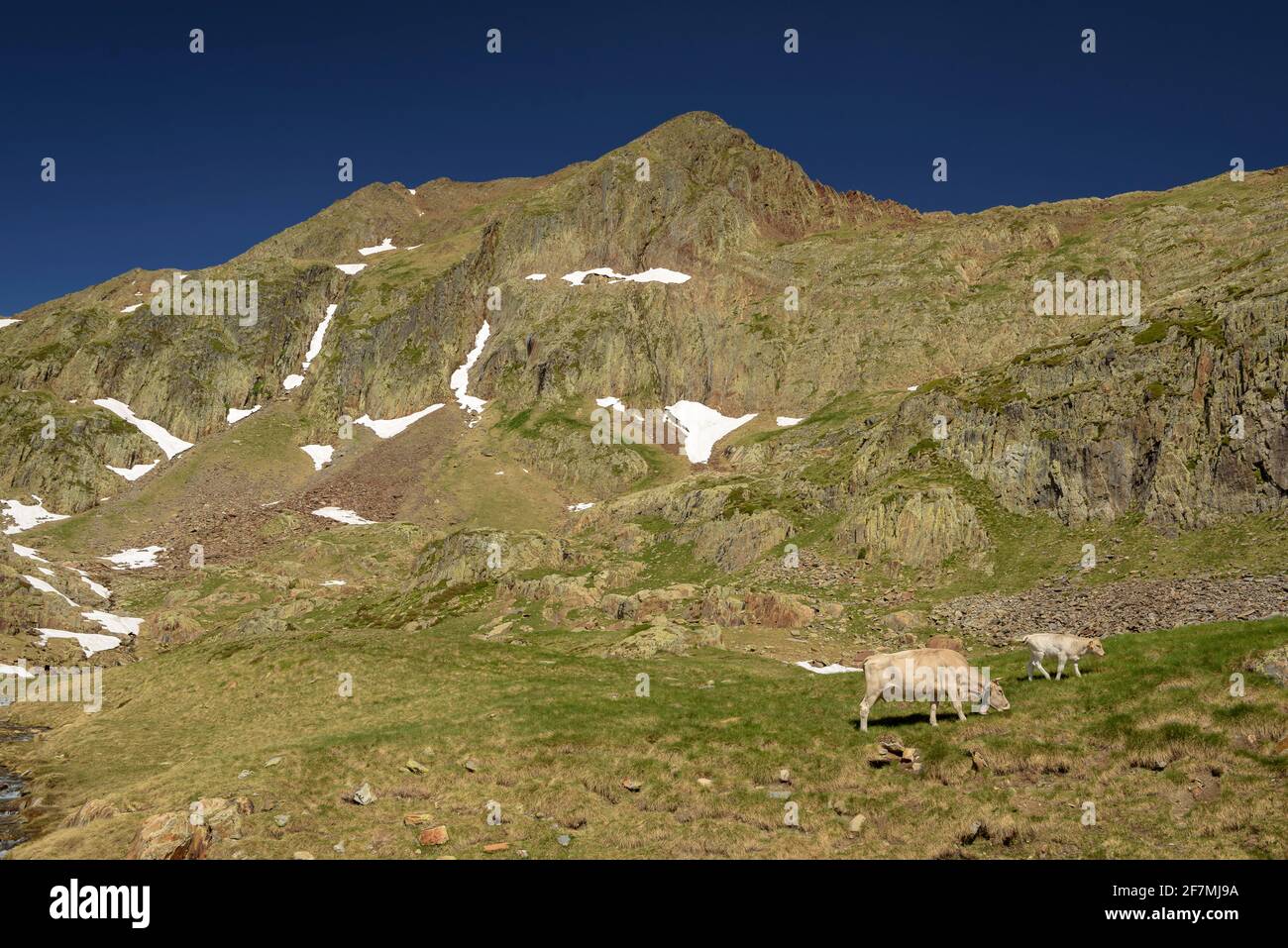 Picco Certascan visto vicino al lago Certascan (Parco Naturale Alt Pirineu, Catalogna, Spagna, Pirenei) ESP: Vistas del Pic de Certascan (Pirineos) Foto Stock