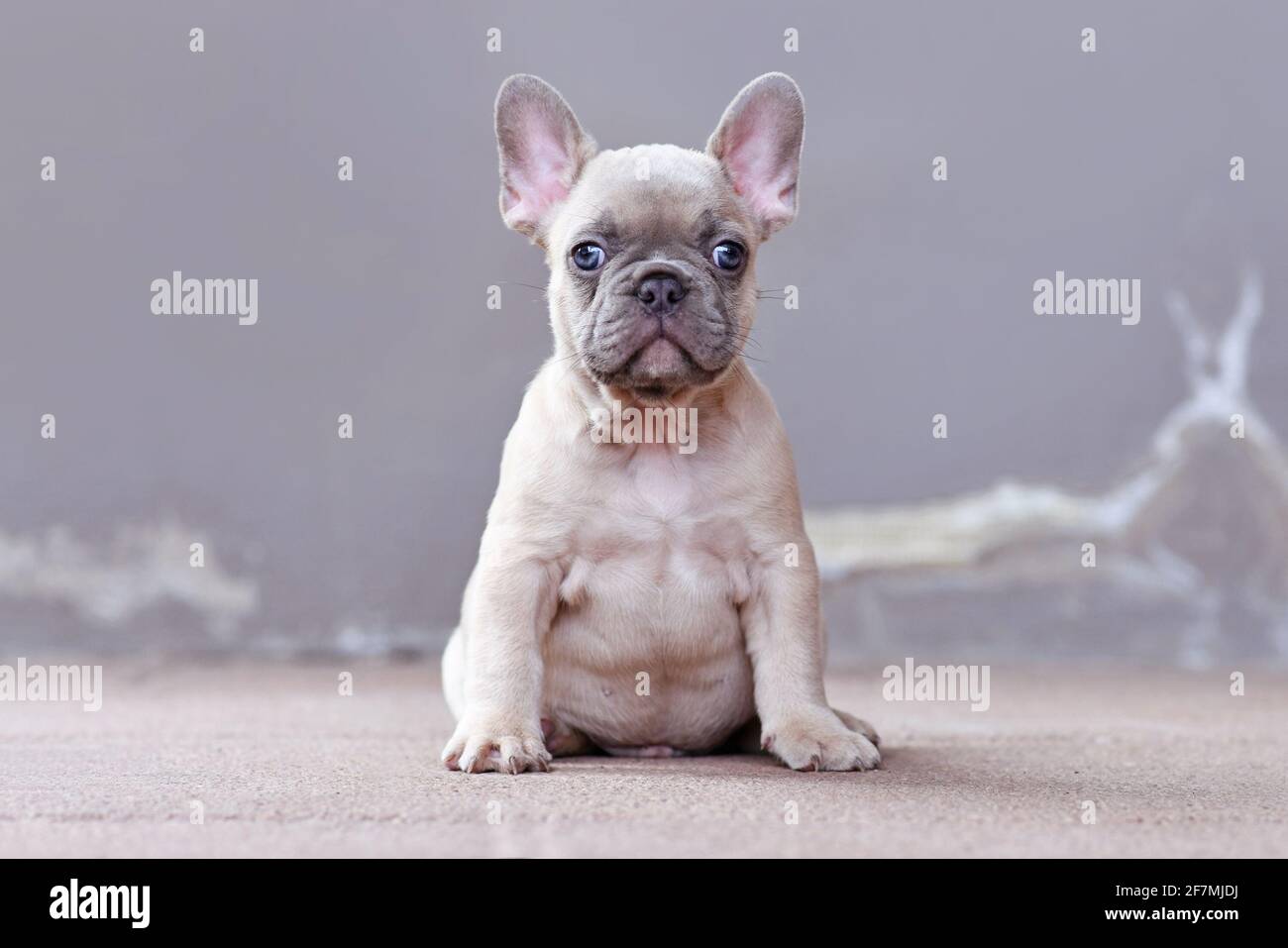 Adorabile lilla pegno colorato francese Bulldog cucciolo con grande gli occhi azzurri divertenti sono seduti davanti alla parete grigia Foto Stock