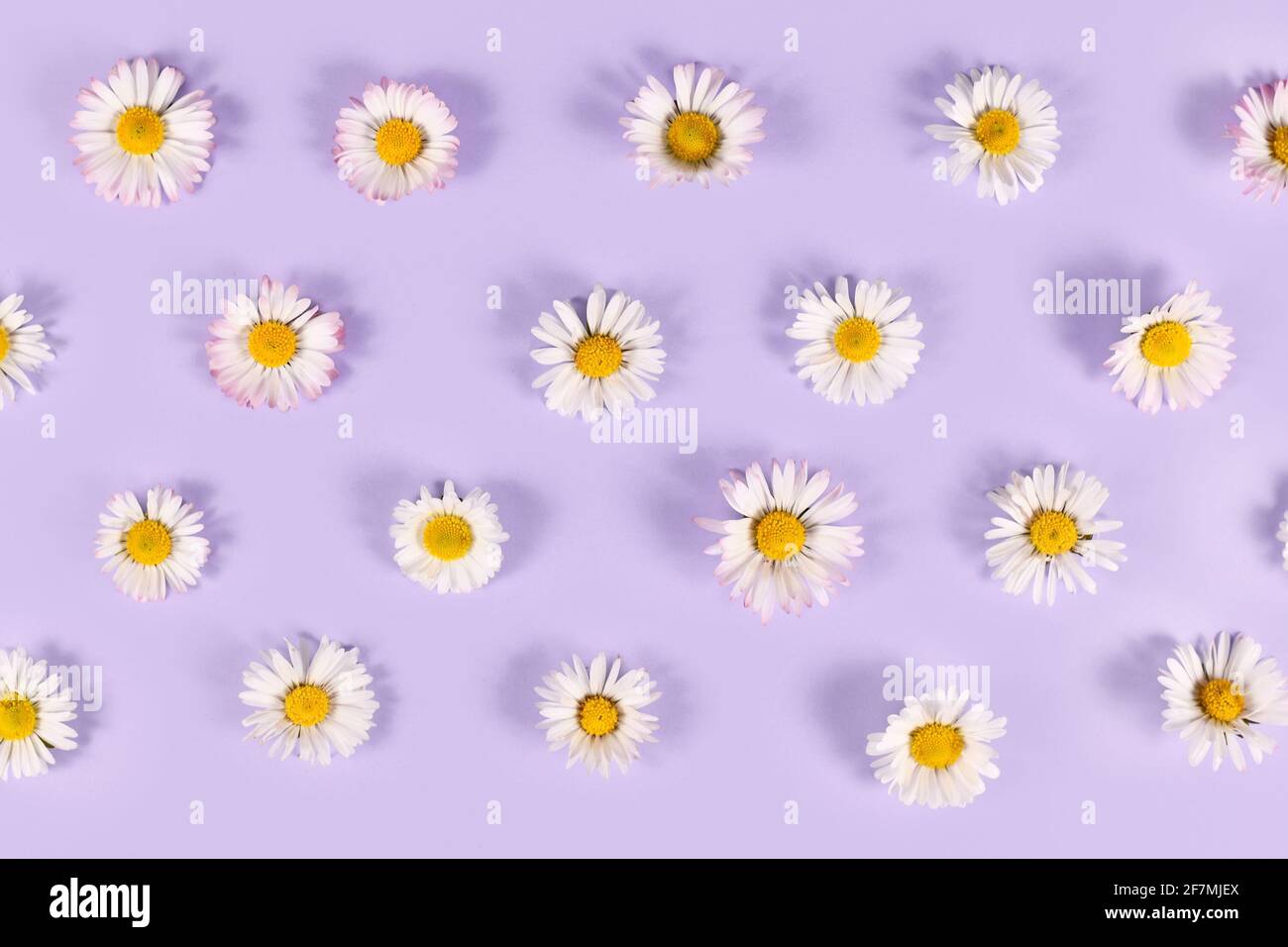 Molti piccoli fiori a margherita con petali bianchi su sfondo viola Foto Stock