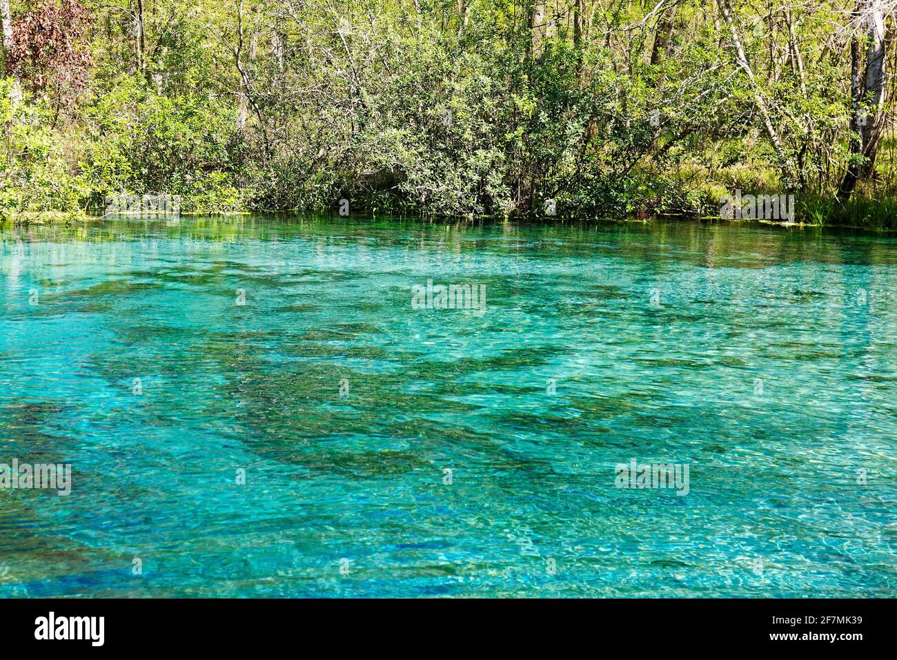 Testa di primavera, acqua cristallina, fresco, natura, Ichetucknee Springs state Park, Florida, Fort White, Florida, primavera Foto Stock
