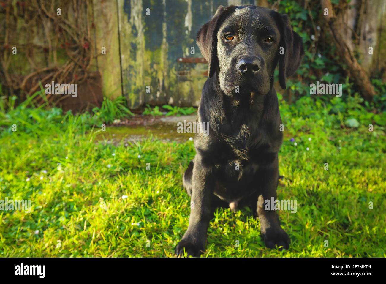 Cucciolo di Labrador nero sull'erba. Cane felice seduto nel parco Foto Stock