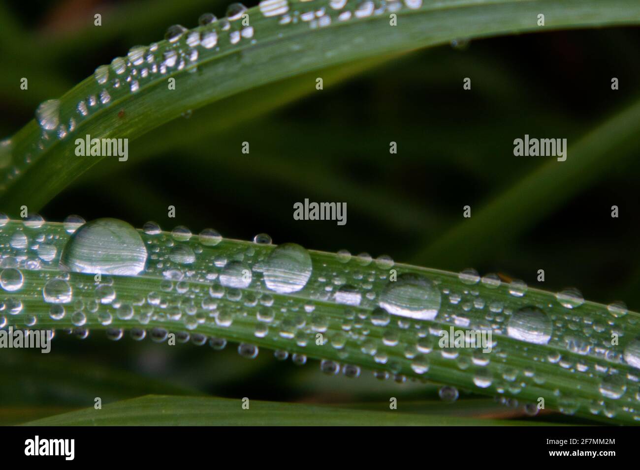 Gocce d'acqua sulla superficie di una foglia verde Foto Stock